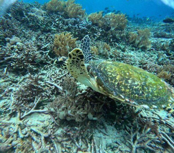 Lembongan Private Snorkeling Packages - Image 2
