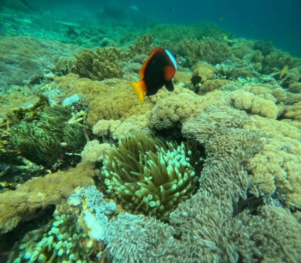 Lembongan Private Snorkeling Packages - Image 3